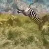 Brave Zebra Kicked Lion To Protect Yourself | LIon Hunting Fail