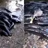 Viral Video: A duck that is seen ‘feeding fish’ has taken social media ...
