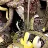 Video Of Man Sitting With Snakes Goes Viral