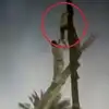 Man Cimbs Electric Pole After Wife Leaves House Without Informing Him