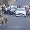 When Tiger Sat On Road This Is What Happened Next Pic Goes Viral