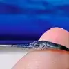 Baby Swordfish Are Born With A TINY Sword Photo Goes Viral