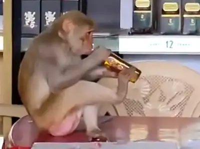 Monkey Drinking Sharab In Wine Shop Madhya Pradesh Watch Shocking Video-  वीडियो: ठेके में घुसा बंदर, दांतों से बोतल खोली और स्वैग से पीने लगा शराब
