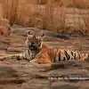 Machali Tigress of ranthambore national park