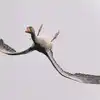 Goose flying upside down goes viral, experts say it is showing off