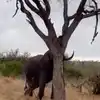 Elephant Showed Amazing Power Breaking A Tree Into 40 Sec Seconds Watch ...