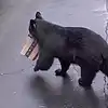 Black Bear Stealing Amazon package From Woman's Doorstep In Connecticut ...