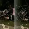 Ever seen a spider weaving its web? This incredible viral video will ...