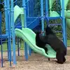 Mama Bear Teaches Cub How To Use Slide In School Playground Watch ...