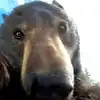 Bear Found A GoPro Camera And Turned It On Watch Amazing Video Clip