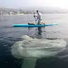 Biggest Sunfish News : Two Paddleboarders Surprised After Encounter ...
