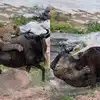 तेंदुए ने पकड़ लिया इतना बड़ा शिकार, जिसने भी देखा देखता ही रह गया ...