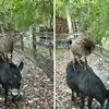 Goat And Donkey Teamwork,बकरी और गधे का टीमवर्क देख लोग बोले- दोस्त ही ...