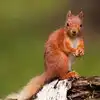 lord ram touched squirrel and she became beautiful