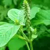 These Leaves and flowers Shiv ji like on Sawan somvar 2018