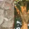 ram name on the branches of miraculous tree in takpura nirankar ayodhya ...
