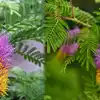 know the importance of sami tree and its significance