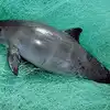 Totoaba Fish Life Threat: Threat To The Existence Of The World Smallest ...
