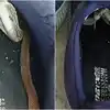 Snake Was Hidden In Shoes Video Will Shock You,जूते के अंदर छुपा था ...