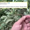 mantis looks like Stick IFS Said this Stick Do not want to leave my ...