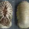 Isopods Sea Bug: Giant Sea Bug Found In Deep Sea Can Grow More Than 1 ...