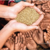 Free ration scheme: महंगाई डायन से गरीबों को राहत देने की तैयारी, 80 ...