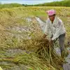 up rain paddy-potato crops in the fields ruined by incessant rains-यूपी ...