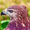 Hawk Vs Eagle Most Dangerous Bird : The Science Behind One Of Nature's ...