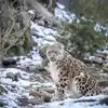 snow leopard numbers increased in uttarakhand world snow leopard day ...