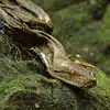 Reticulated Python Swallowed a Woman to Death in Indonesia: इंडोनेशिया ...