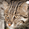 Fishing Cat: सुंदरबन टाइगर रिजर्व में 96 बंगाल टाइगर्स के बीच 300 से ...