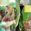 आदिवासियों का भोजन देमता चीटिंयां चीटिंयों की चटनी - tribal food Demta ...