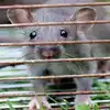 Rat News: चूहे ने जीना मुश्किल किया, नगर निगम आकर पकड़ ले जाए, बदायूं ...