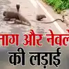 Jungle News: नेवले भी अंदर से सांप जैसे ही हैं, इसील‍िए कोबरा का जहर हो ...