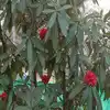 Buransh Flower: खिलने लगा बुरांश सुनहरे चटक लाल फूल, उत्तराखंड के राज्य ...