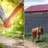 Cow Hug Day On 14 February,सिंगल लोगों के लिए पार्टनर का हो गया है ...