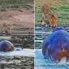 Sher Ka Video : शेर को देखकर दरियाई घोड़े को आया गुस्सा, वह पूरे झुंड ...