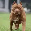 gorakhpur dog attack dreaded pitbull dog targeted 8-year-old
