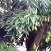 mango tree are affecting by disease in bihar know reason and cure ...