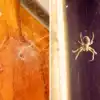 Tips To Clean Spider,सफाई के बाद भी घर के कोनों में दिखता है मकड़ियो का ...