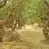 Vrindavan की रहस्यमयी वो जगह, जहां एक-दूसरे से लिपटे पेड़ रात में करने ...