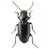 Rare Beetle: कैलिफोर्निया में मिली झींगुर की दुर्लभ प्रजाति, पूर्व ...