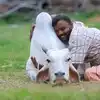 cows of up will get care taker special attention will be given even for ...