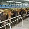 Texas Dairy Farm Explosion: अमेरिका के टेक्सास में डेयरी फार्म में भीषण ...