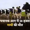 Texas Dairy Farm Fire 18000 Cows Death Reason - एक चिंगारी ने ले ली ...