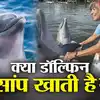 क्या सच में जहरीले सांप खाती है डॉल्फिन? दुनिया ने देखा समंदर का रहस्य ...