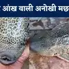 Sakar Mouth Catfish: छत्तीसगढ़ में मिली चार आंखों की दुर्लभ मछली, जानें ...