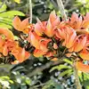 Palash Ke Phool Ke Upay, Fayde: पलाश फूल के इन उपायों से मंगल शनि होंगे ...
