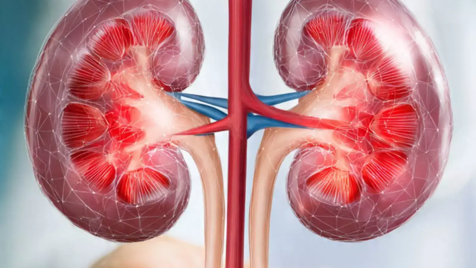 Kidneys