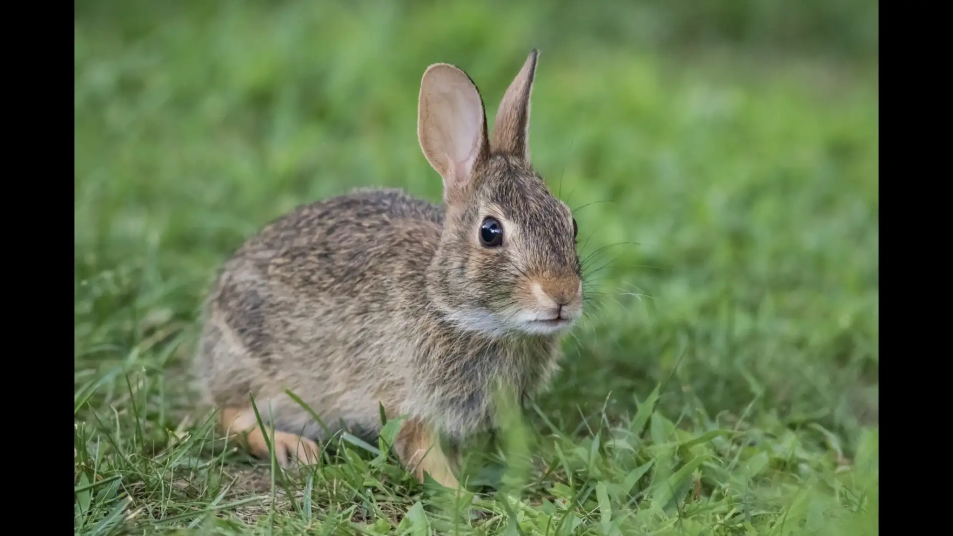 Rabbit Care Guide: Everyday Activities That Encourage Natural Behaviour and Exploration